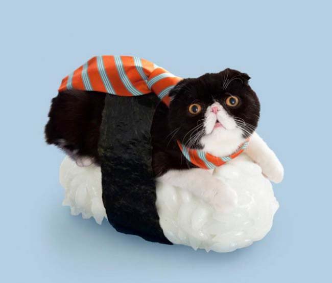 (sob sob) Sushi (sob) cat
